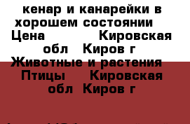 кенар и канарейки в хорошем состоянии  › Цена ­ 2 000 - Кировская обл., Киров г. Животные и растения » Птицы   . Кировская обл.,Киров г.